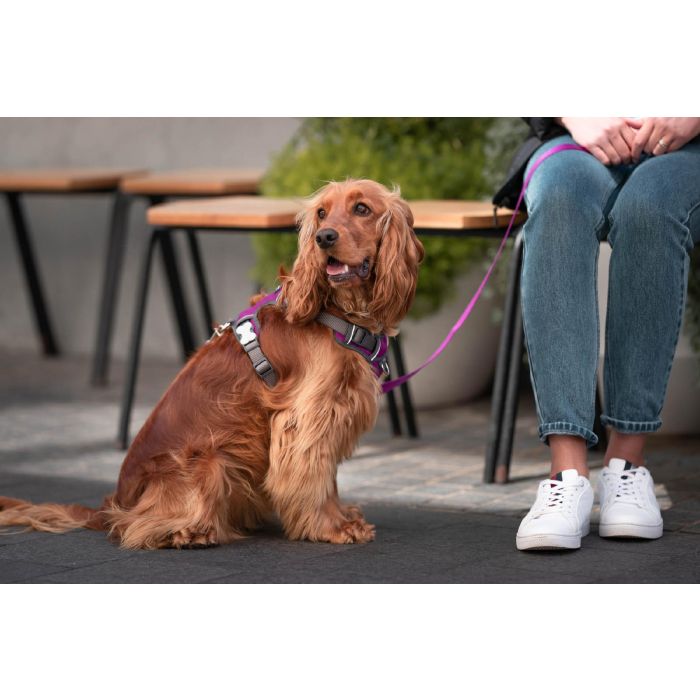 Red Dingo Arnés para Perro Acolchado Morado Talla M | Reflectante, Ajustable, Doble Anillas D | Medidas: Cuello 38-58cm, Cuerpo 46-63cm 3 Red Dingo Arnés para Perro Acolchado Morado Talla M | Reflectante, Ajustable, Doble Anillas D | Medidas: Cuello 38-58cm, Cuerpo 46-63cm 3