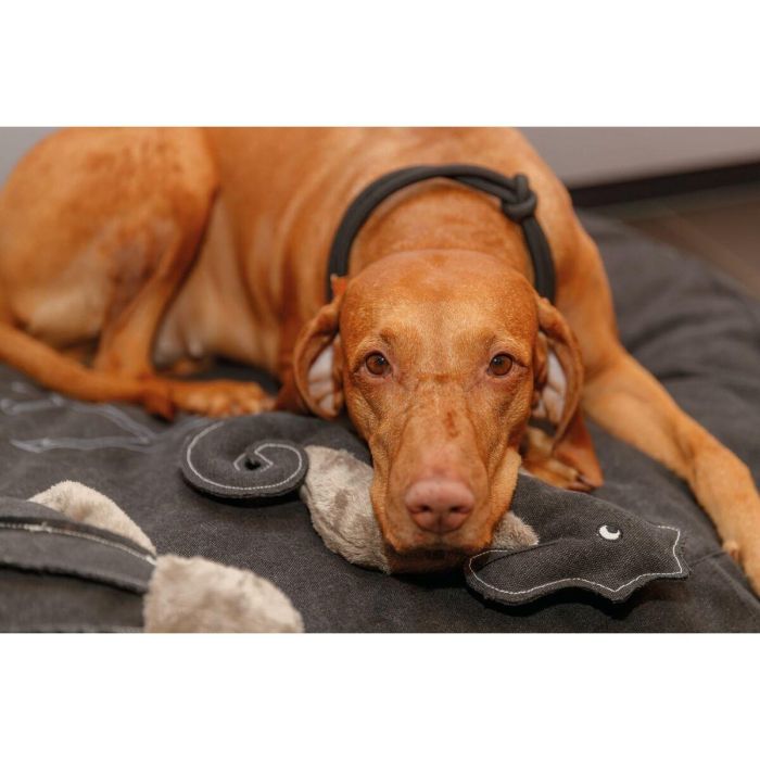 Collar de Adiestramiento para Perros Trixie Be Nordic Negro Arena 35 cm 1 Collar de Adiestramiento para Perros Trixie Be Nordic Negro Arena 35 cm 1
