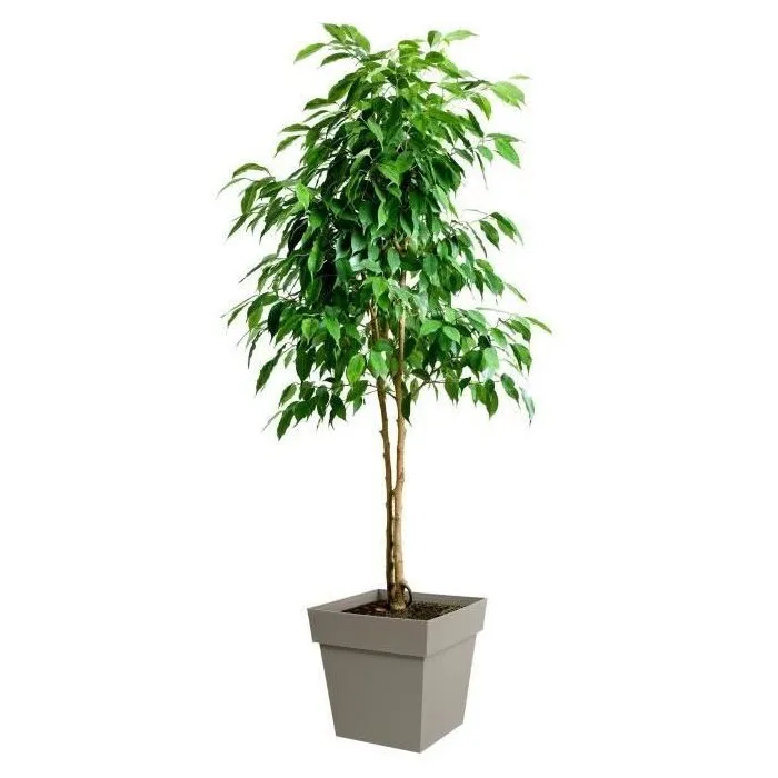 Eda Maceta Cuadrada Toscana 39 x 39 x H 39 cm 38 L Taupe 1