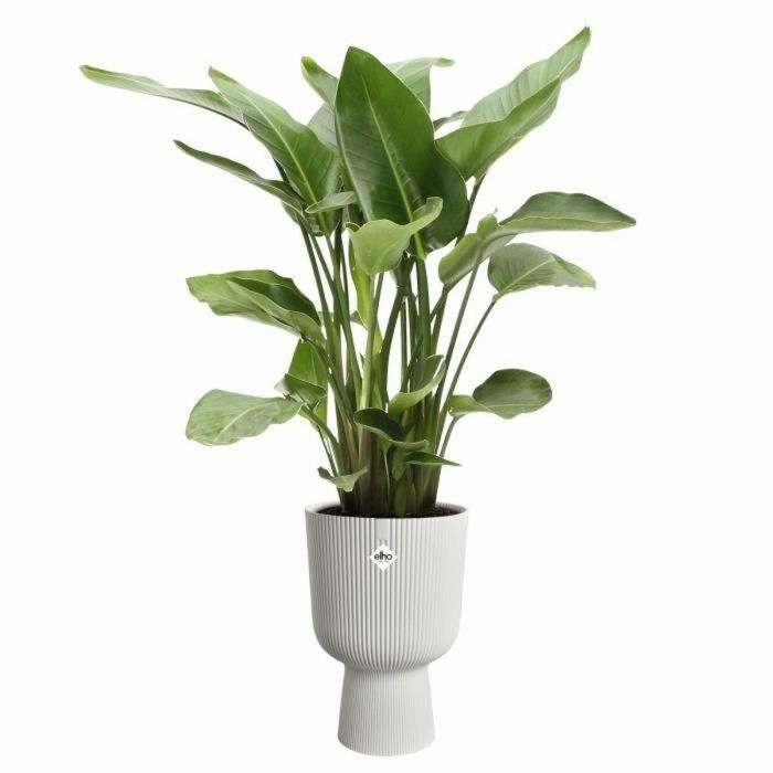 Elho Maceta Vibes Fold Coupe Blanco L 30 x An 29,5 x Al 45 cm Interior 100% reciclado ELH2904503045100 2 Elho Maceta Vibes Fold Coupe Blanco L 30 x An 29,5 x Al 45 cm Interior 100% reciclado ELH2904503045100 2