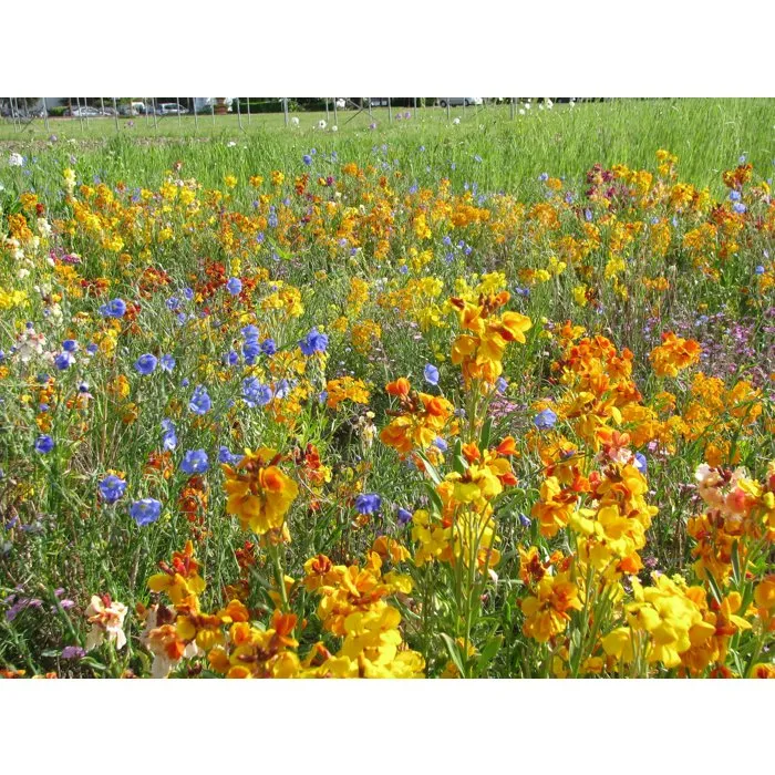 BHS PFBF21518 Mezcla de flores perennes para pájaros - 18 variedades - 230 g