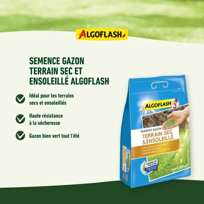 Algoflash Semillas de Hierba para Suelos Secos y Soleados - Calidad Profesional - 1 Kg 3