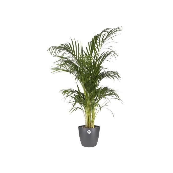 Elho Brussels Rond 30 Maceta para Interior Antracita Ø 29,5 x H 27,1 cm 1 Elho Brussels Rond 30 Maceta para Interior Antracita Ø 29,5 x H 27,1 cm 1