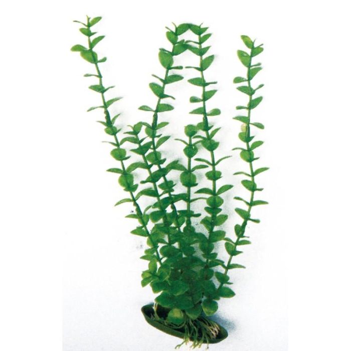 Planta Plastico Rotala