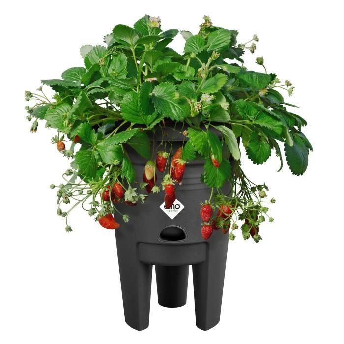 ELHO Green Basics Maceta Fresa 33 - Negro - Ø 33 x H 42 cm - cultivo y cosecha exterior - 100% reciclado 1 ELHO Green Basics Maceta Fresa 33 - Negro - Ø 33 x H 42 cm - cultivo y cosecha exterior - 100% reciclado 1