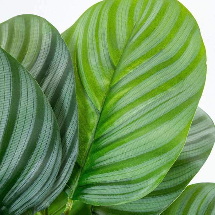 Planta Decorativa Alexandra House Living Plástico Calathea 50 cm 1