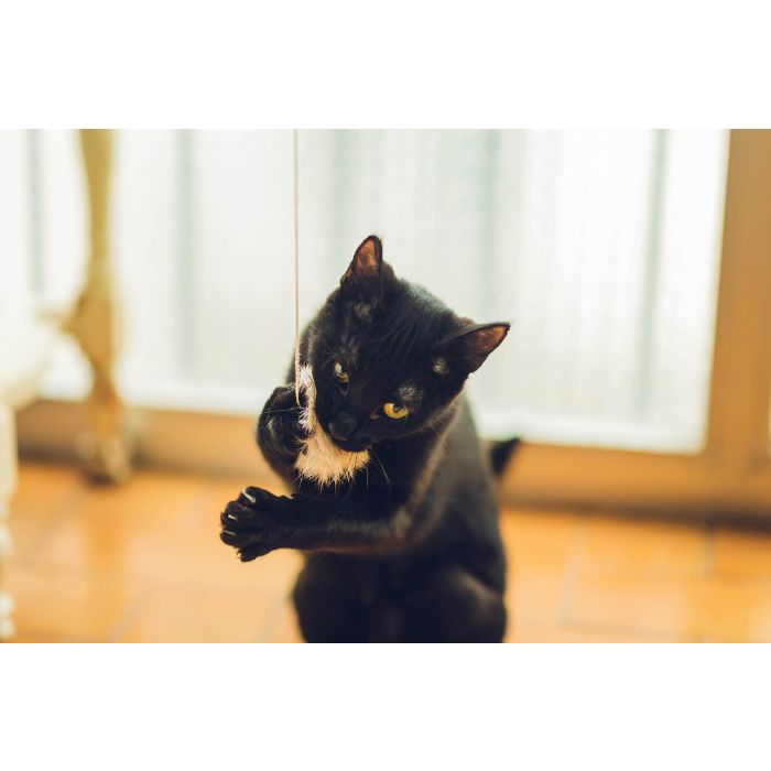 Gloria Juguete para Gato: Palo con Pompón de Piel de Conejo Real, 6 cm, Madera Natural, 100% Natural, Plastic Free 4