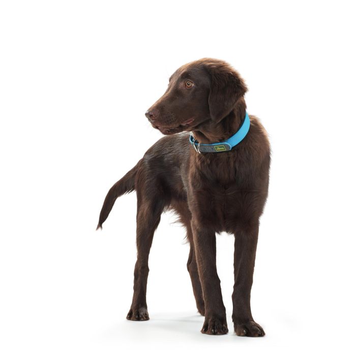 Hunter Collar Convenience para Perro, Impermeable, Plástico, 33-41 cm Cuello, Ancho 2cm, Talla S-M, Turquesa, Resistente 2 Hunter Collar Convenience para Perro, Impermeable, Plástico, 33-41 cm Cuello, Ancho 2cm, Talla S-M, Turquesa, Resistente 2