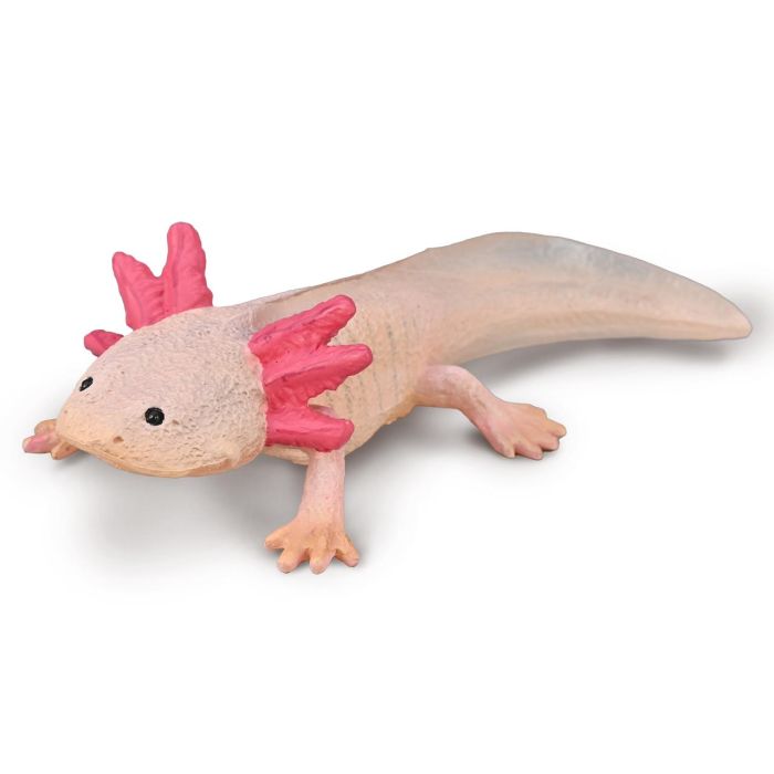 Collecta 80015 Figura Ajolote, Réplica Animal a Escala Pintada a Mano, Modelo Educativo de Alta Calidad para +3 Años Collecta 80015 Figura Ajolote, Réplica Animal a Escala Pintada a Mano, Modelo Educativo de Alta Calidad para +3 Años