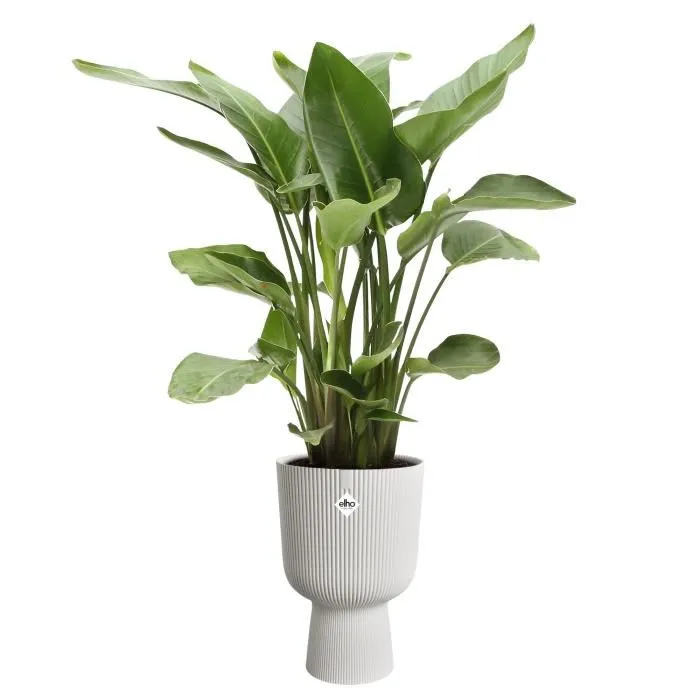 Elho ELH2904503045100 Maceta Vibes Fold Coupe Blanca L 30 x An 29,5 x Al 45 cm Interior 100% reciclado 4