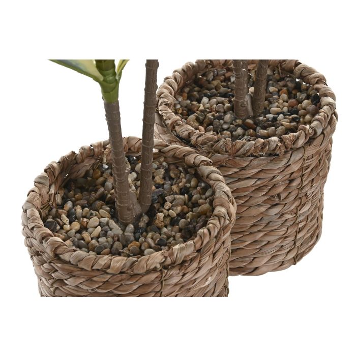 Planta  DKD Home Decor Verde 30 x 75 x 30 cm (2 Unidades) 2