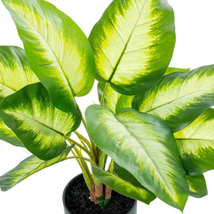 Planta Decorativa Alexandra House Living Plástico Aglaonema 50 cm 2