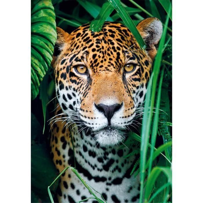Clementoni CLE1708579108441 Puzzle 500 Piezas Compacto - Jaguar en la Jungla