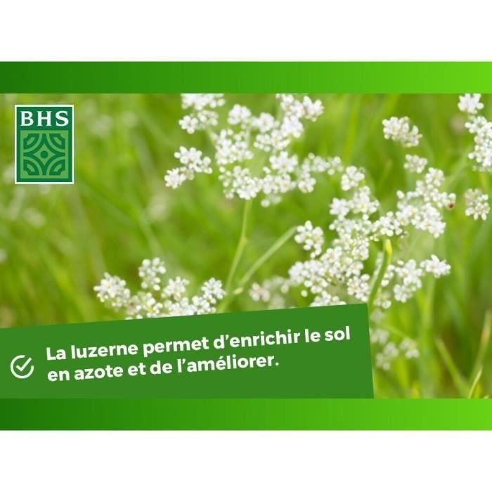 BHS AUC3366670500316 Alfalfa 500g para 100m², Mejora Suelo, Resiste Frío y Sequía, Rica en Proteínas y Vitaminas 4 BHS AUC3366670500316 Alfalfa 500g para 100m², Mejora Suelo, Resiste Frío y Sequía, Rica en Proteínas y Vitaminas 4