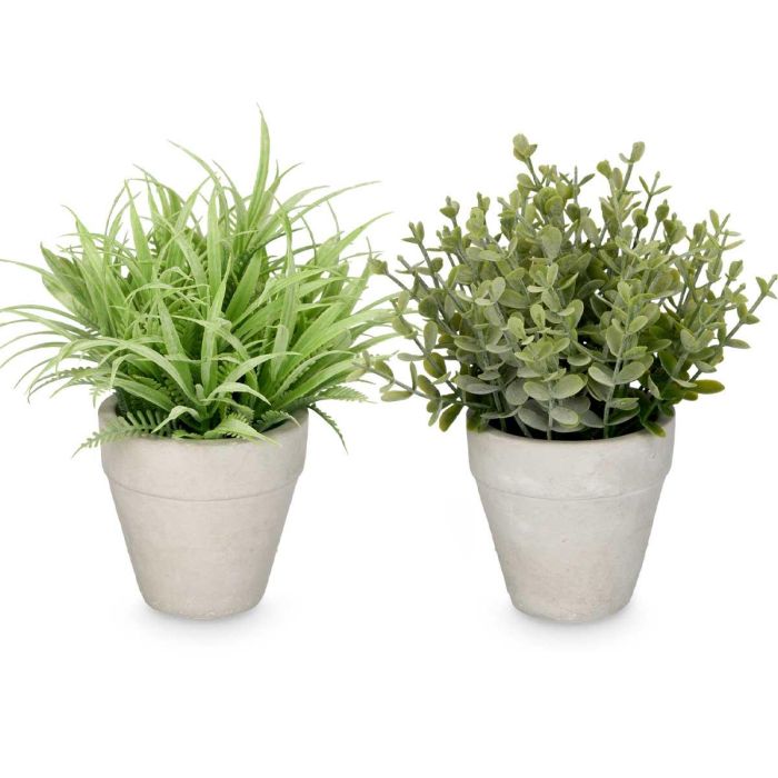Maceta Hojas Verdes Surtidos Ibergarden 18x20x15cm (24 Unidades) 1 Maceta Hojas Verdes Surtidos Ibergarden 18x20x15cm (24 Unidades) 1