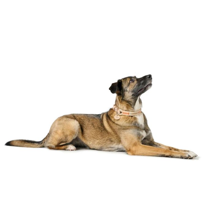 Collar para Perro Hunter MALIA Beige S/M 35-44 cm 2 Collar para Perro Hunter MALIA Beige S/M 35-44 cm 2