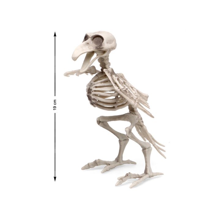 Esqueleto Blanco 19 x 12 cm