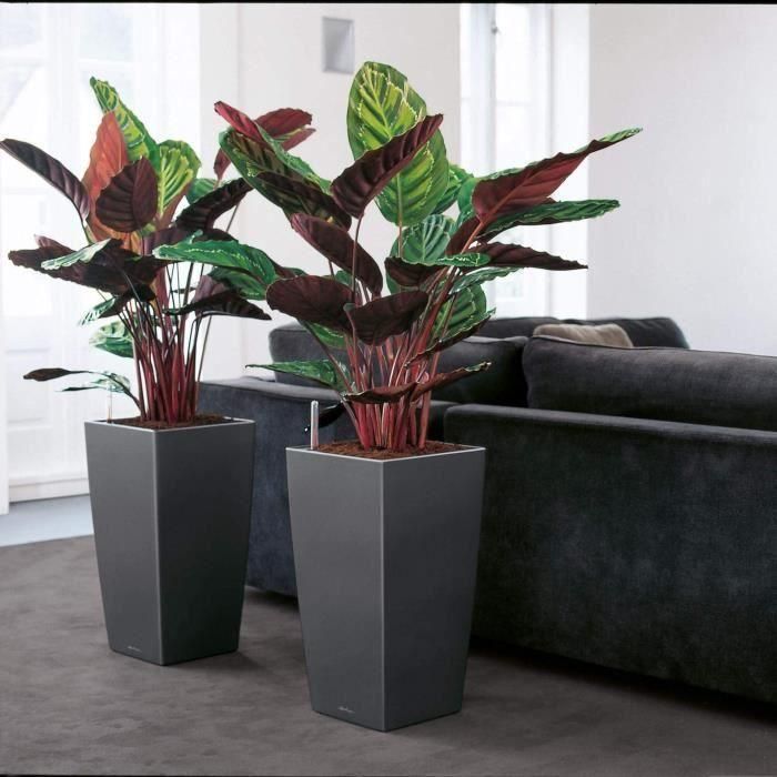 Lechuza LEC4008789181930 Maceta Cubico Premium 40 Rojo con Reserva de Agua Kit Completo 4 Lechuza LEC4008789181930 Maceta Cubico Premium 40 Rojo con Reserva de Agua Kit Completo 4