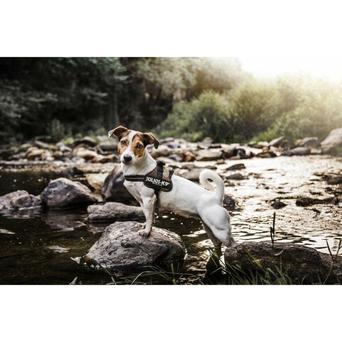 Arnés para Perro Julius K9 Power M 2