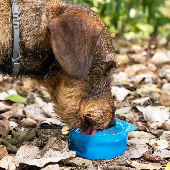 Botella con Depósito de Agua y Comida para Mascotas 2 en 1 Pettap InnovaGoods 7 Botella con Depósito de Agua y Comida para Mascotas 2 en 1 Pettap InnovaGoods 7