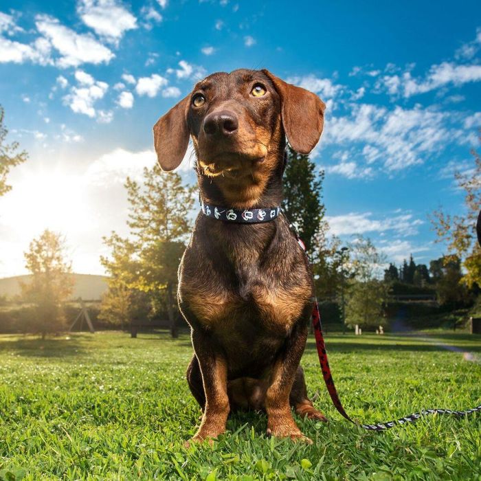 Collar premium para perros m/l mickey t4m:m/l 4 Collar premium para perros m/l mickey t4m:m/l 4