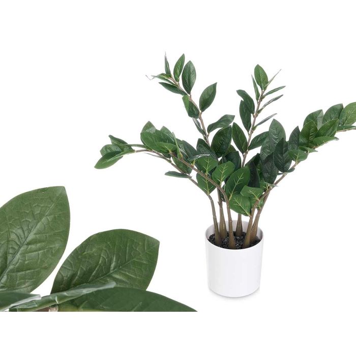 Planta Zamioculca 50 cm - Ibergarden, 6 ramas, colores blanco, marrón, verde (6 Unidades) Planta Zamioculca 50 cm - Ibergarden, 6 ramas, colores blanco, marrón, verde (6 Unidades)