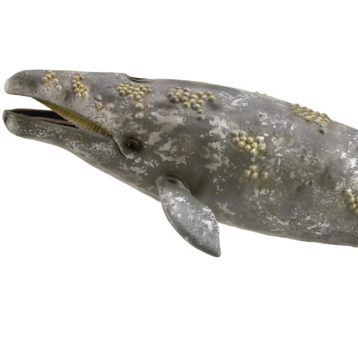 Ballena Gris - Xl - 888836 - Collecta 1 Ballena Gris - Xl - 888836 - Collecta 1
