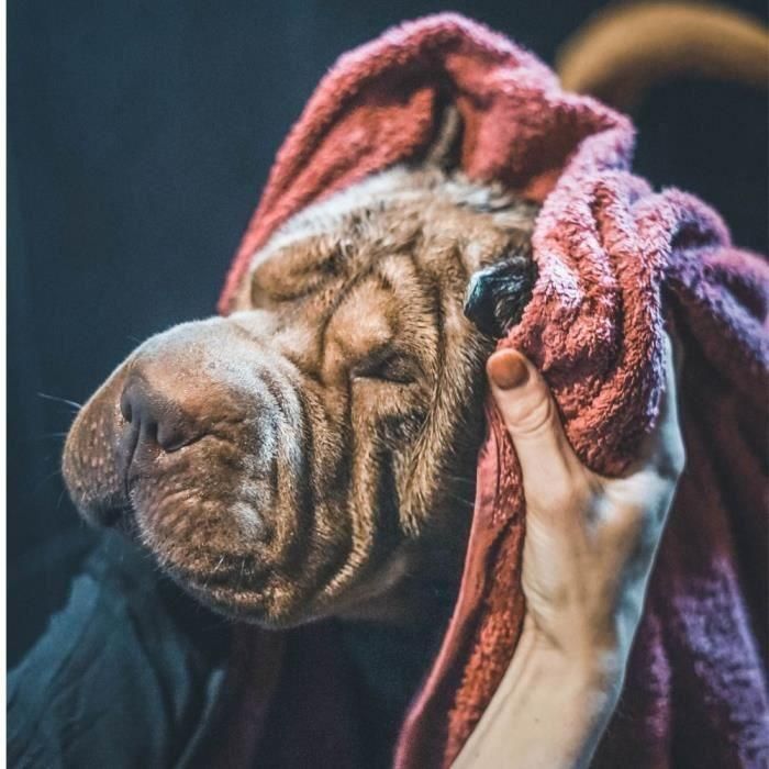 Champú VETOTONIC Tetrametrina - Para perros y gatos 3 Champú VETOTONIC Tetrametrina - Para perros y gatos 3