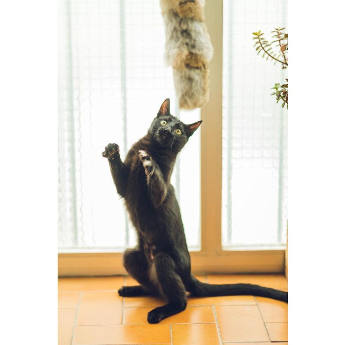 Gloria Cojín Grande de Piel de Conejo para Gato 40 cm Fabricado en España Natural y Sostenible 1