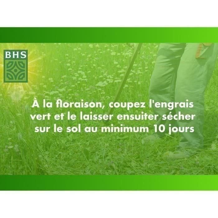 BHS AUC3366670500323 Trébol Blanco - Semillas para 500 m² - Favorece la Biodiversidad, Adaptable a Todo Tipo de Suelos y Resiste Pisoteo 2 BHS AUC3366670500323 Trébol Blanco - Semillas para 500 m² - Favorece la Biodiversidad, Adaptable a Todo Tipo de Suelos y Resiste Pisoteo 2