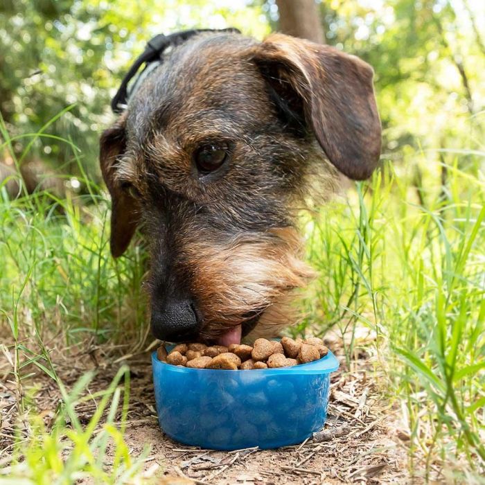Botella con Depósito de Agua y Comida para Mascotas 2 en 1 Pettap InnovaGoods 5 Botella con Depósito de Agua y Comida para Mascotas 2 en 1 Pettap InnovaGoods 5