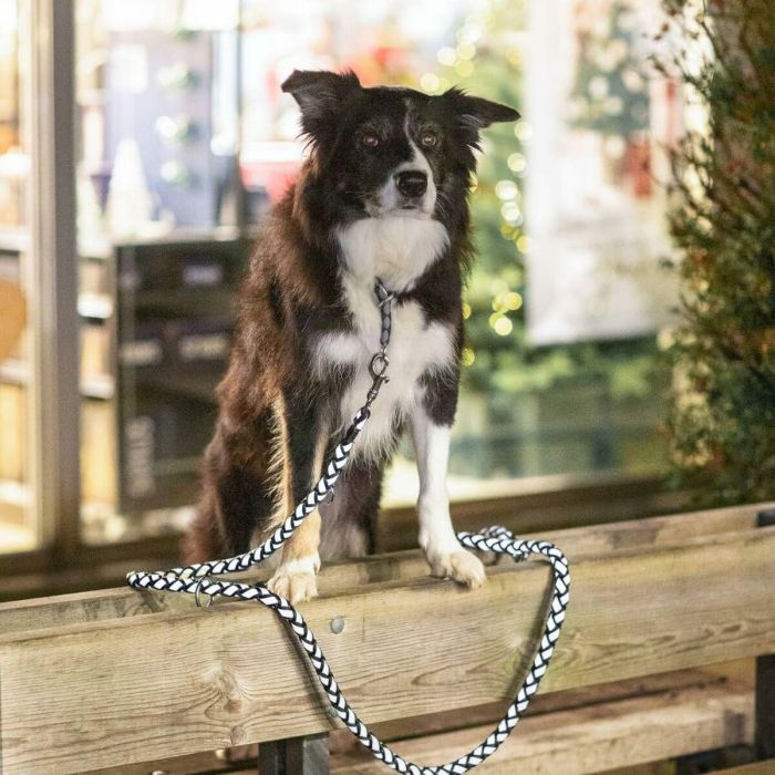 Collar de entrenamiento Trixie Cavo Grafito Azul Océano M/L 43-51 cm 3 Collar de entrenamiento Trixie Cavo Grafito Azul Océano M/L 43-51 cm 3