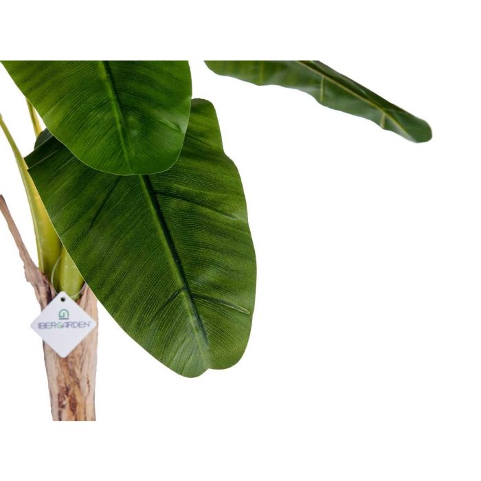 Ibergarden Planta Bananera Pequeña con Maceta Plástico Verde 120 cm 2
