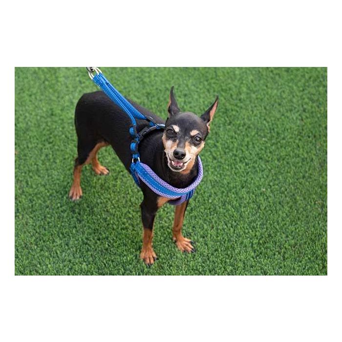 Arnés con Correa Pequeño Mascow 8x74x12 cm - Azul, Naranja, Rojo (12 Unidades) 4 Arnés con Correa Pequeño Mascow 8x74x12 cm - Azul, Naranja, Rojo (12 Unidades) 4