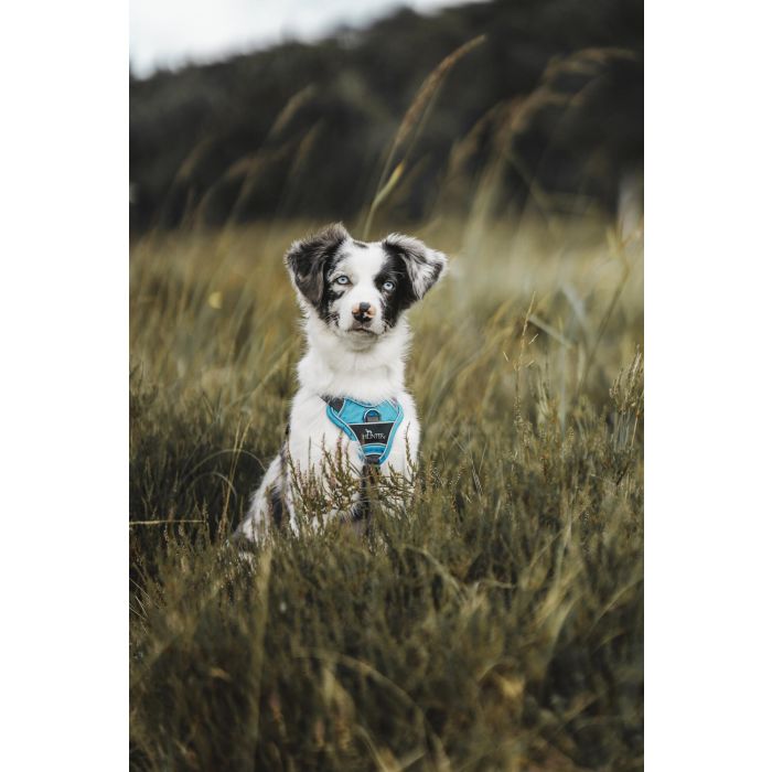 Arnés para Perro Hunter Divo 34-47 cm Azul Talla XS 6 Arnés para Perro Hunter Divo 34-47 cm Azul Talla XS 6
