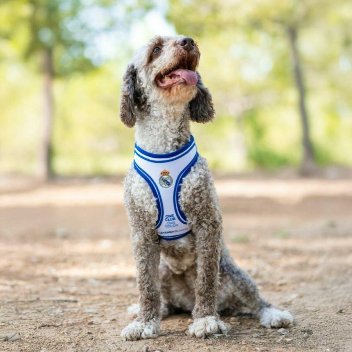 Real Madrid Arnés para Perros Talla S-M Color Azul 11