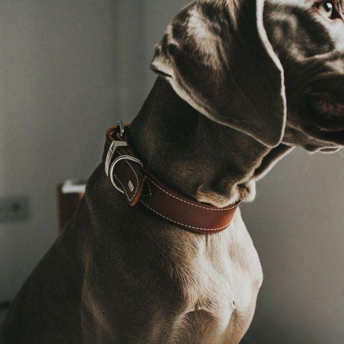 Collar para Perro Hunter Aalborg Cognac (24-30 cm) 3