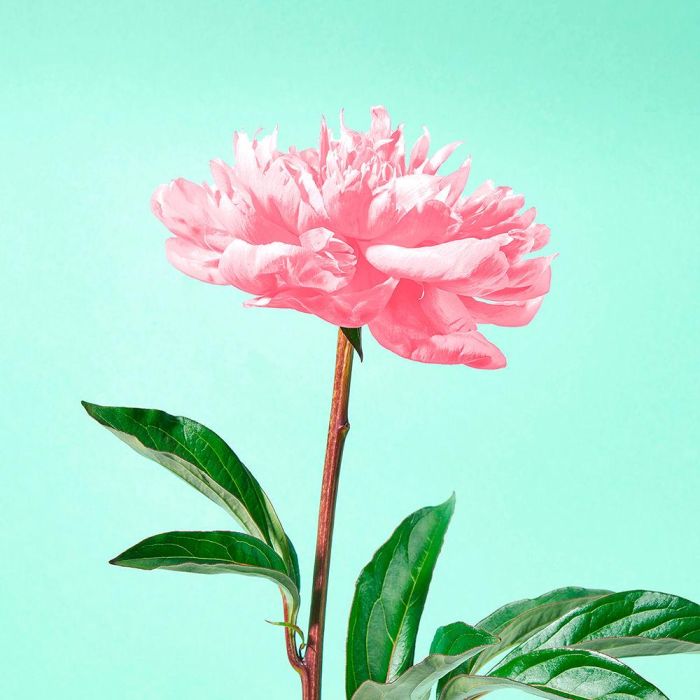 Jowaé Limpiador Espumoso Micelar 150 ml - Limpieza y Desmaquillaje Suave para Todo Tipo de Pieles 2 Jowaé Limpiador Espumoso Micelar 150 ml - Limpieza y Desmaquillaje Suave para Todo Tipo de Pieles 2