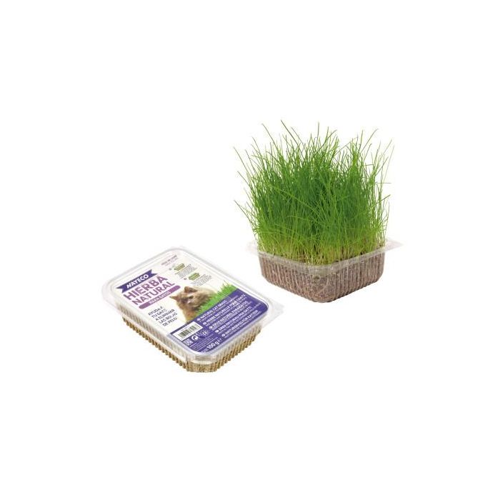 Nayeco Hierba Natural Para Gatos - Ayuda a Eliminar Bolas de Pelo, 1 Unidad Nayeco Hierba Natural Para Gatos - Ayuda a Eliminar Bolas de Pelo, 1 Unidad