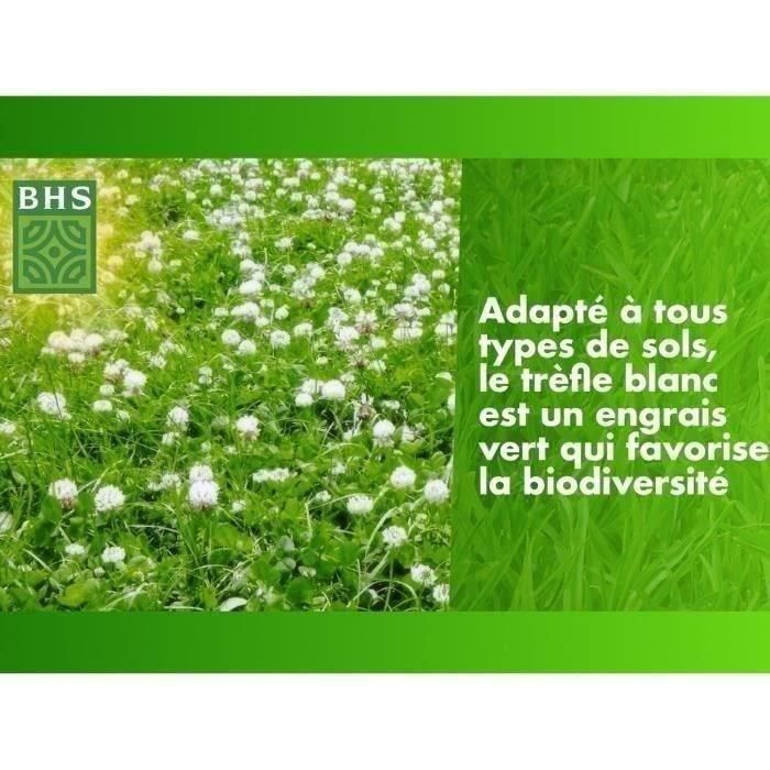 BHS AUC3366670500323 Trébol Blanco - Semillas para 500 m² - Favorece la Biodiversidad, Adaptable a Todo Tipo de Suelos y Resiste Pisoteo 3 BHS AUC3366670500323 Trébol Blanco - Semillas para 500 m² - Favorece la Biodiversidad, Adaptable a Todo Tipo de Suelos y Resiste Pisoteo 3