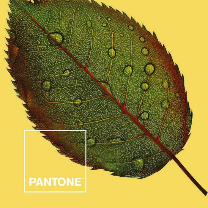 Funda Nórdica Nature Pantone 3