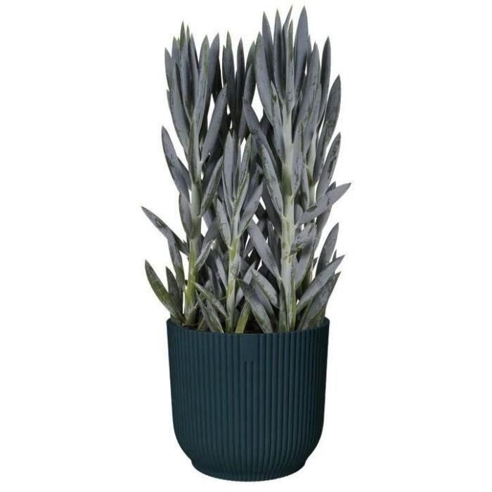 Cases verdes de la olla de flores redondas - plástico - Ø45 - negro 2 Cases verdes de la olla de flores redondas - plástico - Ø45 - negro 2