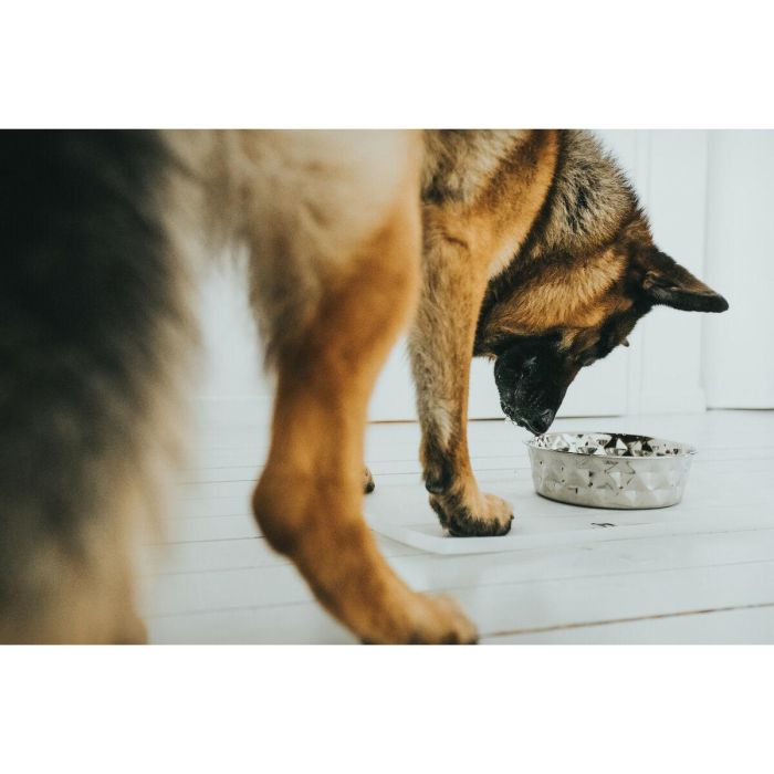Comedero para Perro Hunter Silicona Acero Inoxidable 350 ml 5