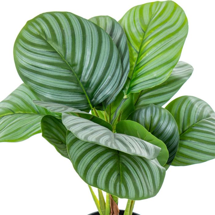 Planta Decorativa Alexandra House Living Plástico Calathea 50 cm 2