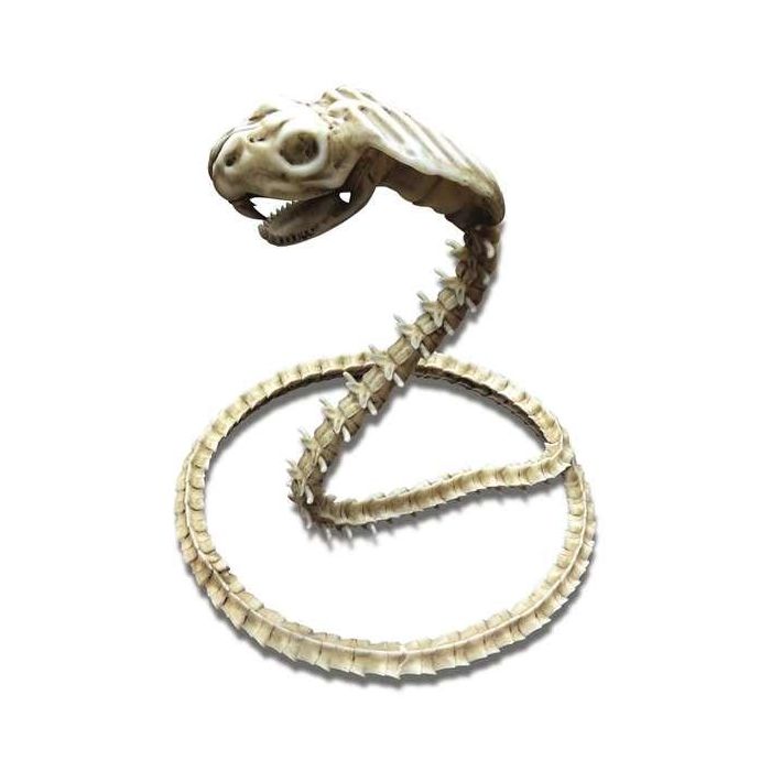 My Other Me Cobra Esqueleto Figura Decorativa 50x43x13 cm - Edad Mínima 3 Años