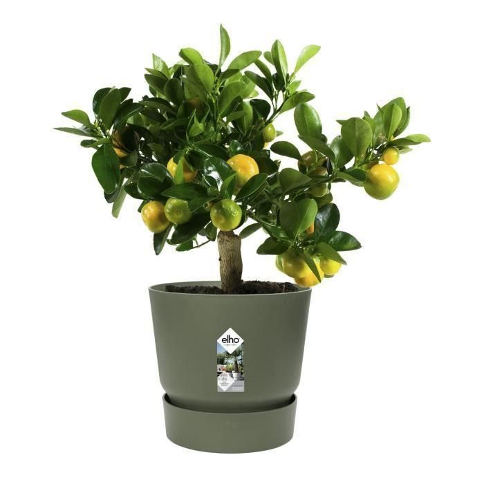 Maceta redonda ELHO Greenville 25 - Exterior - Ø 24.48 x H 23.31 cm - Verde hoja 4 Maceta redonda ELHO Greenville 25 - Exterior - Ø 24.48 x H 23.31 cm - Verde hoja 4