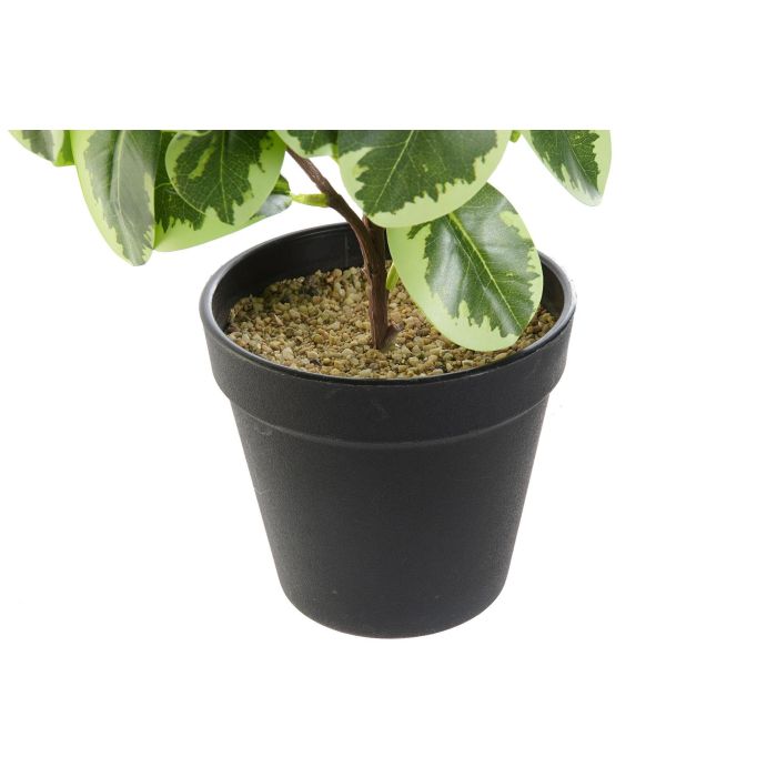 Planta DKD Home Decor Verde Negro 15 x 35 x 20 cm (4 Unidades) 1 Planta DKD Home Decor Verde Negro 15 x 35 x 20 cm (4 Unidades) 1