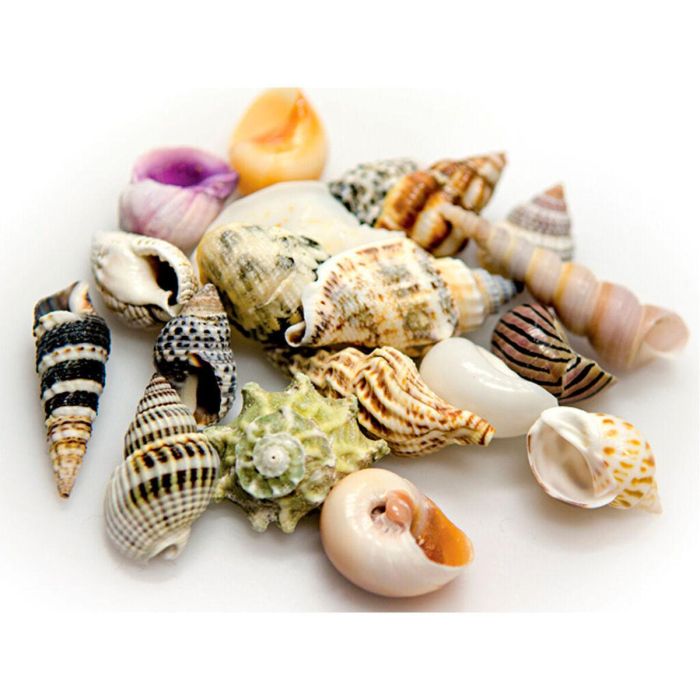 Conchas Akvastabil Sea 0 Conchas Akvastabil Sea 0