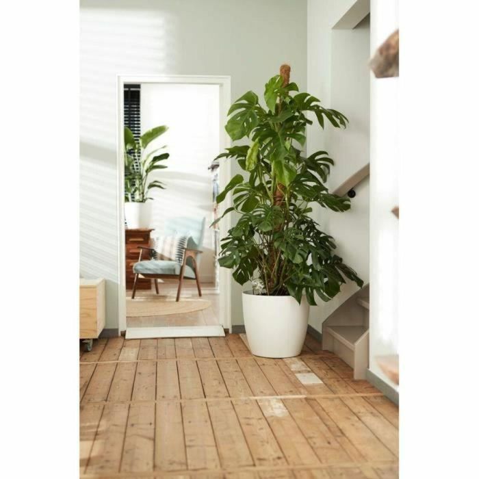 Elho 5643504015041 Juego 2 Maceteros Redondos Bruselas con Ruedas Ø35xH33cm y Ø39xH36.5cm, 55L, Blanco 9 Elho 5643504015041 Juego 2 Maceteros Redondos Bruselas con Ruedas Ø35xH33cm y Ø39xH36.5cm, 55L, Blanco 9