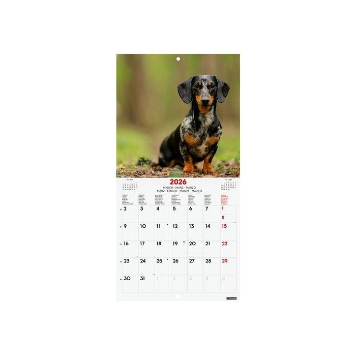 Calendario (2026) Finocam Internacional Pared Imagenes Mensual Para Escribir 180X180 Dogs